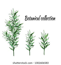 
Set of green branches on a white background. Drawn for design, decoration, greeting cards, tiles, invitations, advertisements.