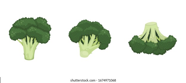 Set of green broccoli inflorescence. Healthy food, vegetarianism. Isolated flat vector illustration.