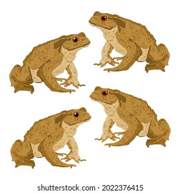 Set of green brown marsh toad frogs with and without outline with common and cartoon eyes