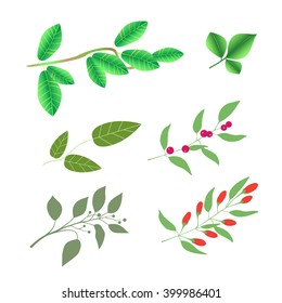 Set of  green brunches with leaves and berries, vector colorful illustration isolated on white