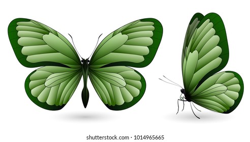 Set of green butterflies isolated on a white background. Realistic 3D illustration
