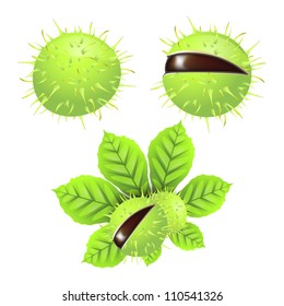 set of green chestnuts