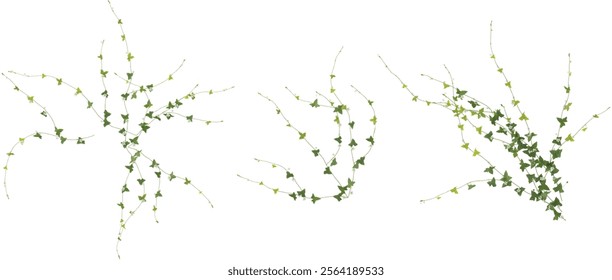 set of Green climbing plant  on transparent background from the top view