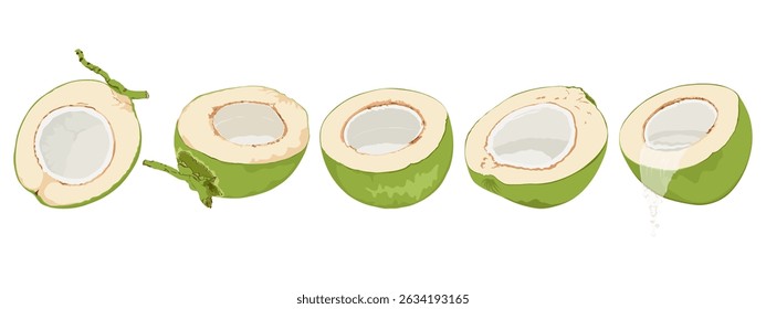Set with green coconuts. Hand drawn drinking coconut. Half green coconuts. Leaking coconut water.	