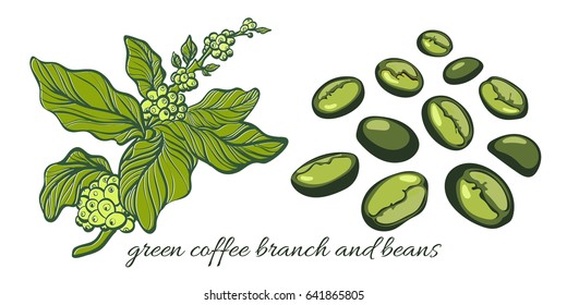 Set with green coffee branch with leaves and natural coffee beans. Botanical contour drawing. Vector illustration isolated on white background eps.10