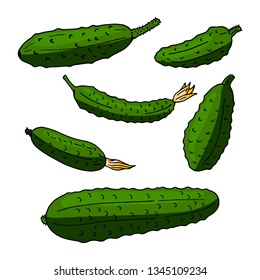 Set of green cucumbers. Pack of fresh healthy vegetables. Collection of food elements. 