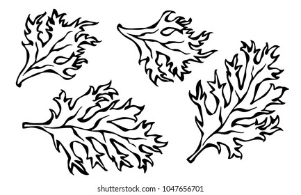 Set of Green Curley Parsley Leaves. Background With Aromatic Herb. Fresh Cooking Salad Ingredient. Hand Drawn Illustration. Savoyar Doodle Style.