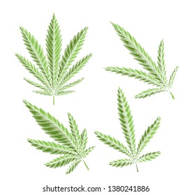 Set of green different leaves of marijuana with hatching. The object is separate from the background. Vector engraving element for menus, articles, cards and your creativity