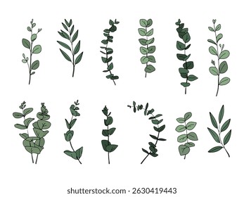 Set of green of eucalyptus leaves and branches. Collection of eucalyptus branches. Different shapes of leaves. Vector illustration	