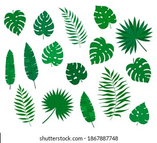 Set of green exotic tropical leaves. Silhouettes of tropical leaves - coconut, Monstera Deliciosa, fan palms, fern, banana. Hand drawn jungle elements Isolated on white background. Vector flat style.