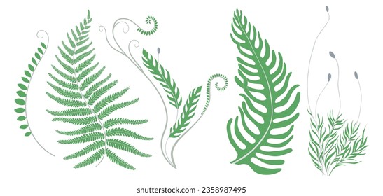 Set of green ferns and moss. Collection of abstract botanical elements for graphic design and decor. Vector illustration EPS10