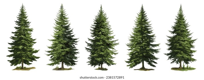 Set of green fir trees isolated on the white background, Christmas pine tree, vector illustration	