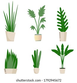 Set of green flowers decor for interior home and office. Home plant, floral decorative, houseplant collection, indoor interior elements, natural and exotic illustration
