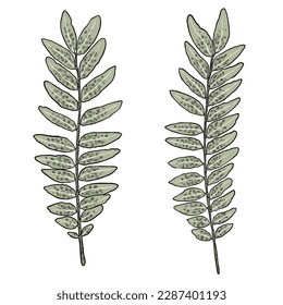 Set of green forest ferns, hand drawn art foliage, made of real natural leaves. Decorative domesticated for city landscapes and gardens. Park forest plants, leaves and young ferns. Vector.