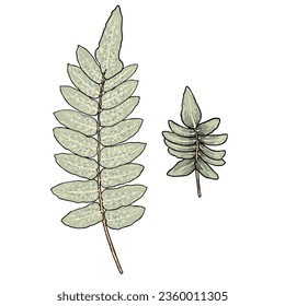 Set of green forest ferns, hand drawn art foliage, made of real natural leaves. Decorative domesticated for city landscapes and gardens. Park forest plants, leaves and young ferns. Vector.