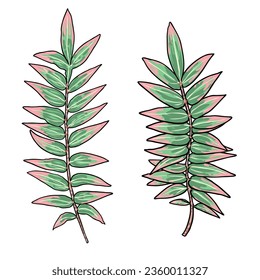 Set of green forest ferns, hand drawn art foliage, made of real natural leaves. Decorative domesticated for city landscapes and gardens. Park forest plants, leaves and young ferns. Vector.