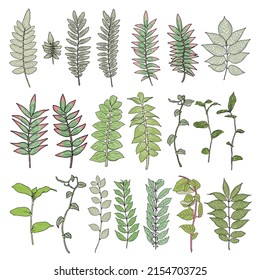 Set of green forest and home fern, tropical green eucalyptus and domestic greenery twigs of leaves. Succulent art and foliage made of real garden plants. Watercolor drawing herbs. Decorative vector.