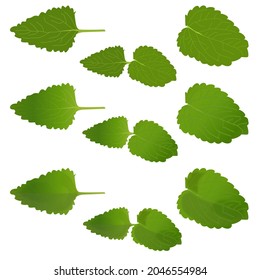 Set of green fresh mint leaf single peppermint melissa  organic leaves isolated on white