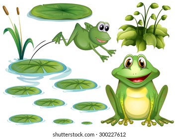Set green frog   water lily