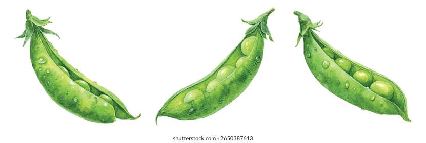 Conjunto de hastes verde groselha png. Talos de groselha verde com aquarela de groselha verde. Colheita de verduras de aquarela rural. Colheita de leguminosas verdes. Ilustração vetorial.