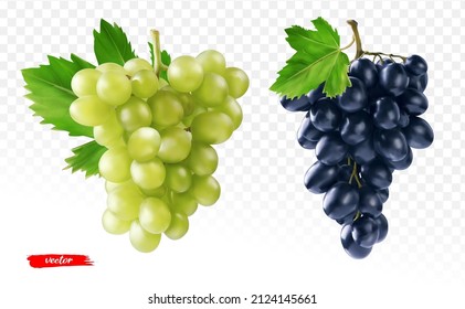 Conjunto de uva verde y uva negra aislada. Ilustración vectorial realista de diferentes uvas.