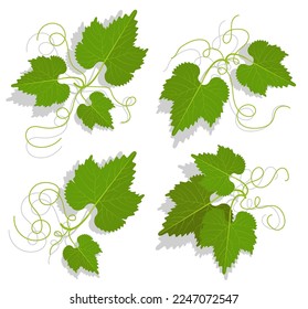 Set of green grape leaves with twirled tendrils. Winemaking and gardening. Cartoon vector isolated on white background