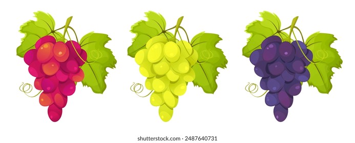 Conjunto de uvas verdes, rojas, moradas. Manojos de uvas con hojas aisladas sobre un fondo blanco. Ilustración vectorial.