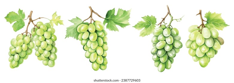 Set of Green Grapes Watercolor Illustration