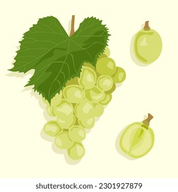 Set of green grapes. A whole bunch of grapes, and a single berry whole and cut in half. Fruit icons in vector.