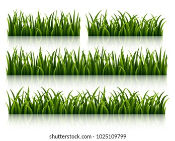 Set of green grass isolated on white background 