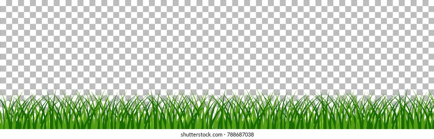 set of green grass that is longitudinal to use as a design element isolated from a transparent background. Vector illustrations