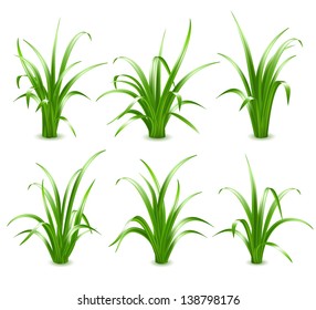 Set of Green grass, vector illustration