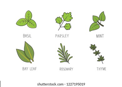 Set of green herbs and branches vector. Bay leaf, rosemary, mint aroma herbal line art icons.