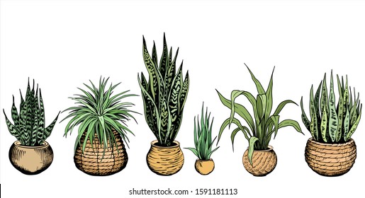 Set of green house plants in different flowerpots. Variegated snake plants. Hand drawn vector illustration isolated on white background.