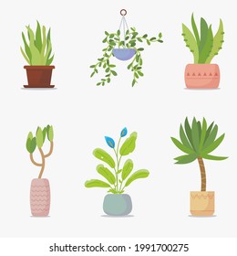 Set of green house plants. Green leaf plants in flowerpot. Home interior decoration with flowers.