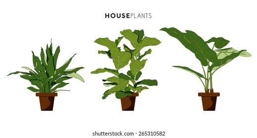 Set of green house or room plants with brown plant pot isolated on white background. Vector and illustration design. 