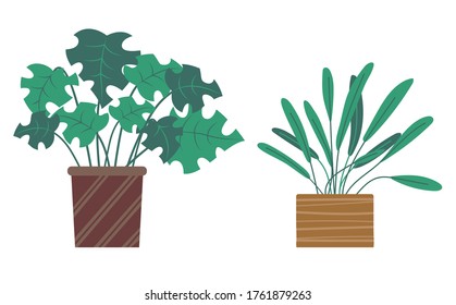 Set of green indoor houseplants and flowers in pots icons on white. Plants growing in pots or planters. Collection of beautiful natural home and office decorations. Trendy vector in flat cartoon style