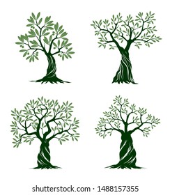 Set of Green Isolated Olive Trees on white background. Vector Illustration and concept pictogram. Plant in garden.