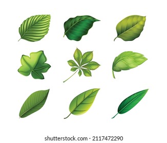 Set of Green leaf, ecology nature element vector icon, Leaf Icon, green leaf ecology nature elements vector