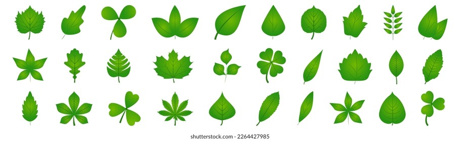 Set of green leaf. Fresh plant leaf collection