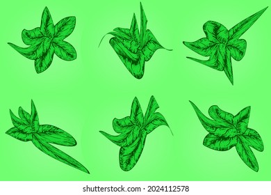 Set of green leaf with hand drawn style for graphic resources