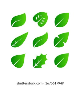 Set of Green leaf icon design. Eco symbol concept isolated on white background. Vector illustration