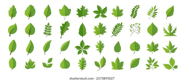 Set of green leaf icons on transparent background. Leaves of trees and plants. Elements design for natural, eco, vegan, bio labels.