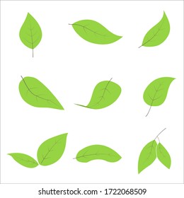 Set of green leaf for symbols, logo, on white background, Vector illustration.