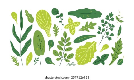 Set of green leafy vegetables. Fresh greens. Hand drawn vector illustration.