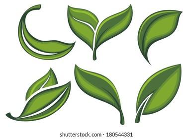 Set of green leaves