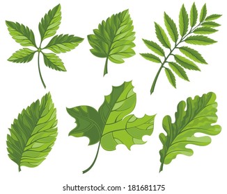 Set of green leaves