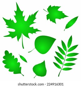 Set of green leaves.