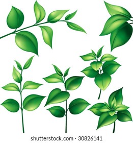 set of green leaves