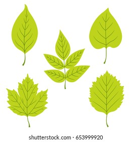 Set of green leaves.